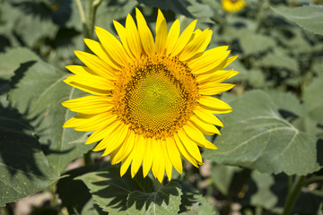 Sunflower field