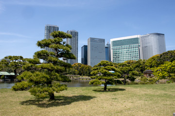 Bonsai shaped trees in a park in Tokyo