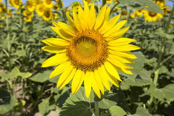 Fototapeta premium Sunflower field