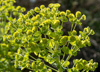 Leafy Spurge seed pods