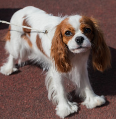 Portrait of Cavalier King Charles Spaniel.