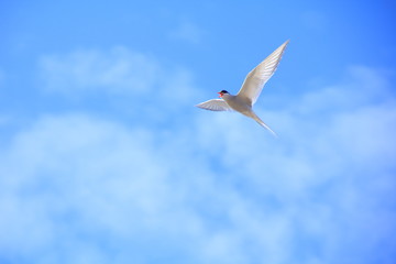 Arctic tern flying