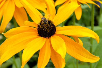 Bee collecting pollen on Rudbeckia hirta