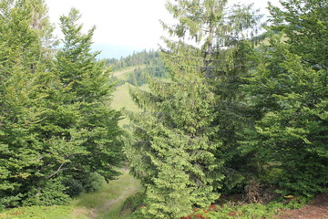 Гірські смереки