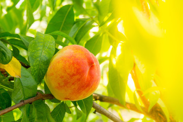 Farm peach on a tree branch. Authentic farm series.