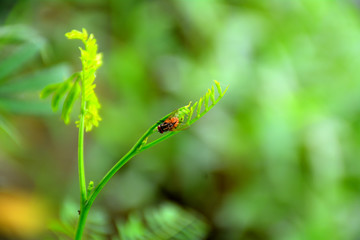small insects are sitting and moving on green leaves in farms in summer
