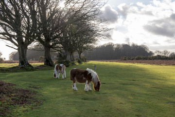 Dartmoor ponies grazing on moorland