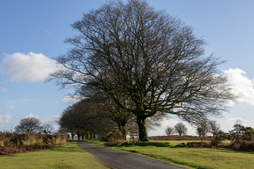 Fototapeta na wymiar Mature Beech trees beside road on Dartmoor