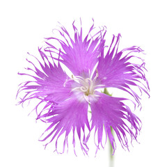 Obraz premium Flora of Cantabria - Dianthus hyssopifolius