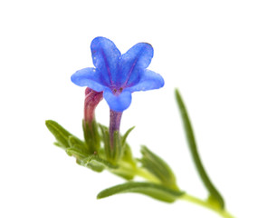 Flora of Cantabria - Lithodora diffusa