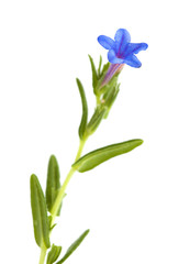 Flora of Cantabria - Lithodora diffusa