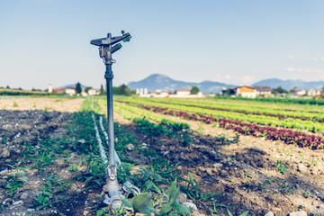 Bew&auml;sserungssystem auf Gem&uuml;sefeld 