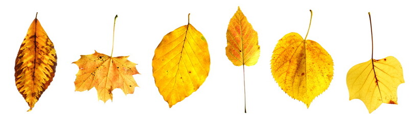 Gelborange Herbstblätter gelbes Herbstlaub freigestellt