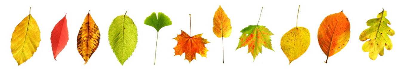 Serie freigestellter bunt gemischter Herbstblätter