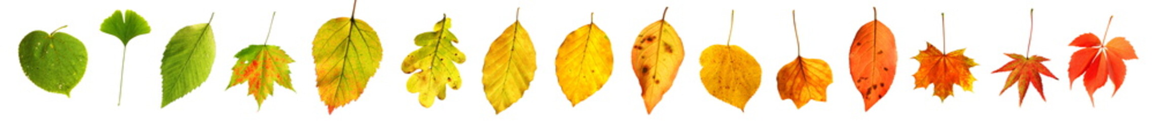 Farbgradient grün nach rot Herbstblätter Herbst Laub freigestellt - obrazy, fototapety, plakaty
