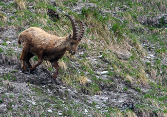 Un bouquetin mâle avec de grandes cornes dans les Alpes en France