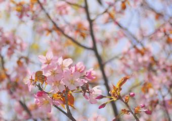 桜　春　素材