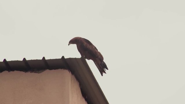 An Eagle sitting on a roof of a building in 60 FPS