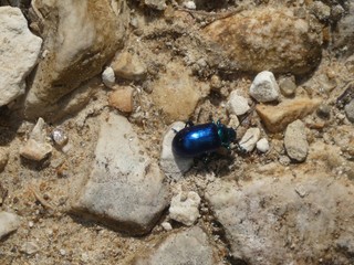 small blue bug in the forest