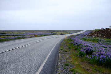 Road and flowers in Iceland