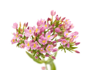  Centaurium erythraea , common centaury