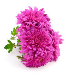 Fototapeta premium Chrysanthemums on white.