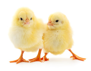 Fototapeta premium Two yellow chickens.