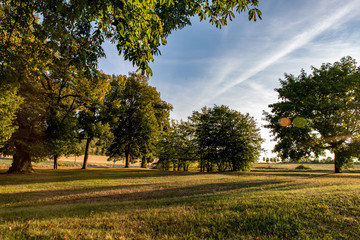Obraz premium Petit parc de marronniers à la campagne en fin de journée, les ombres allongées, dans une lumière d'été