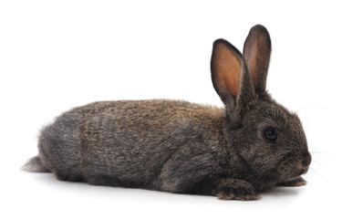 One gray rabbit.