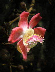 Flower of the Cannonball tree, native of India. The name cannonball derives from the large round...