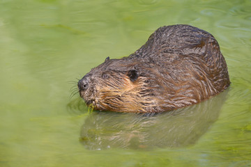 North American Beaver (Castor canadensis) in water with reflection