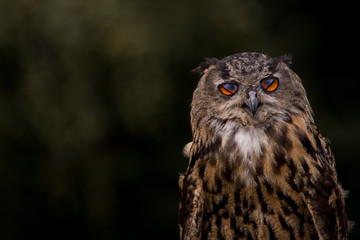 blinking owl 