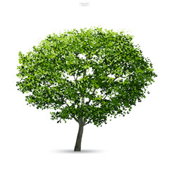 Tree isolated on white background with soft shadow. Use for landscape design, architectural decorative. Park and outdoor object idea for natural article both on print and website. Vector.