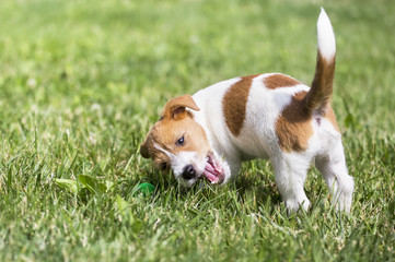 Funny playful jack russell terrier dog pet puppy showing his tail and laughing