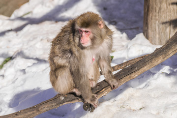 Obraz premium Japanese macaque female ( macaca fuscata) on a trunk with snow background