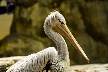 Pink back pelican native to Madagascar.