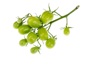 Branch of green unripe cherry tomatoes
