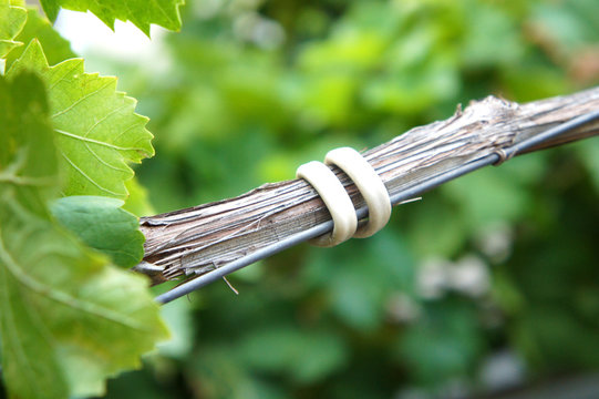 A branch of a grapes are adhered to a wire by a white wire, Tying vine branches in vineyard