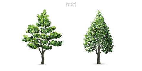 Obraz premium Collection of tree isolated on white background. Natural object for landscape design, architectural decoration, park and outdoor graphic. Vector.