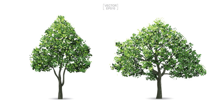Collection of tree isolated on white background. Natural object for landscape design, architectural decoration, park and outdoor graphic. Vector.