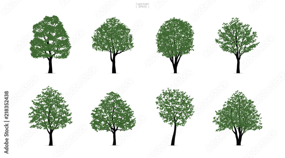 Poster set of green tree isolated on white background for landscape design and architectural compositions w