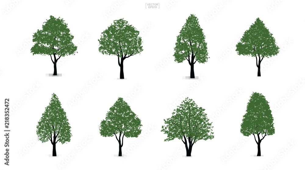 Poster set of green tree isolated on white background for landscape design and architectural compositions w