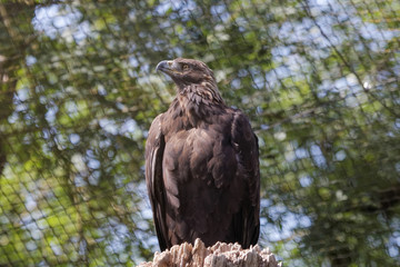 Aigle royal