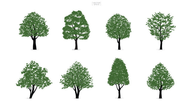 Set of green tree isolated on white background for landscape design and architectural compositions with backgrounds. Vector.