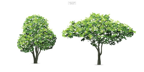 Collection of tree isolated on white background. Natural object for landscape design, architectural decoration, park and outdoor graphic. Vector.