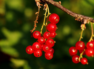 A collecting red currants. Ideal time for this berries.