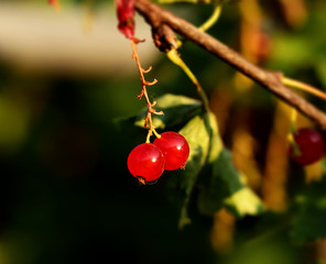 A two berries of red currants hanging on small branch in july
