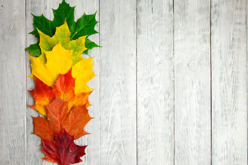 Rainbow of autumn leaves on grey wooden background