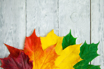 Naklejka na ściany i meble multi-colored three maple leaf on wooden grey background