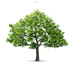 Obraz premium Tree isolated on white background with soft shadow. Use for landscape design, architectural decorative. Park and outdoor object idea for natural article both on print and website. Vector.